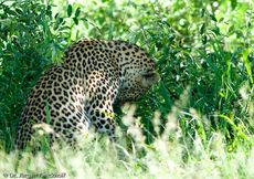 leopard (42 von 60).jpg